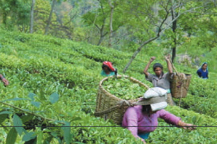 17 Daagse Rondreis – Darjeeling & Sikkim – prijs op aanvraag