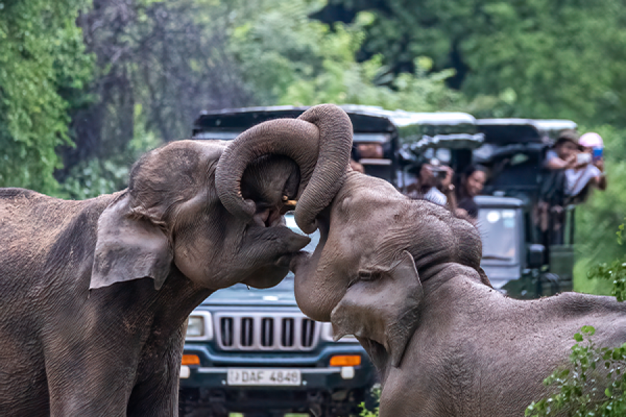24 dagen rondreis Sri Lanka  € 2.195,-
